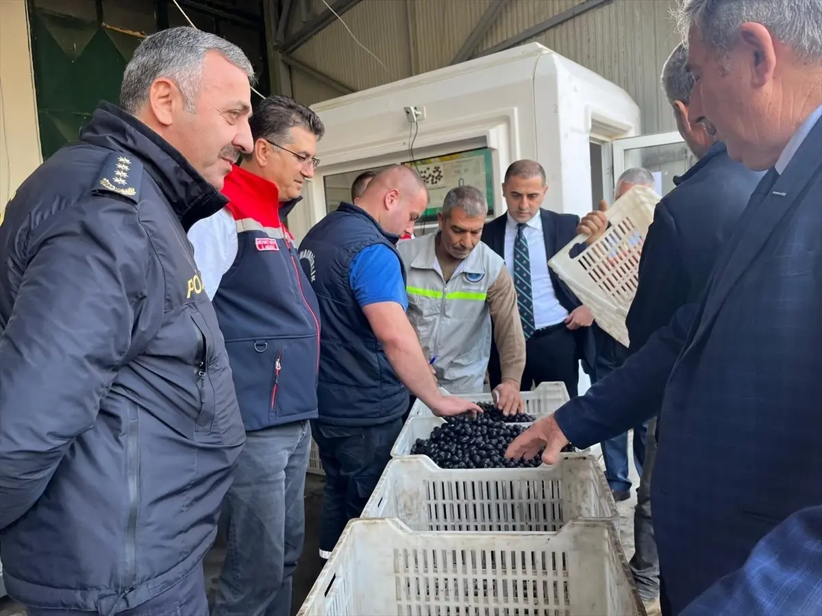 sarkoyde zeytin hasadi etkinligi hU6IgyYy.jpg