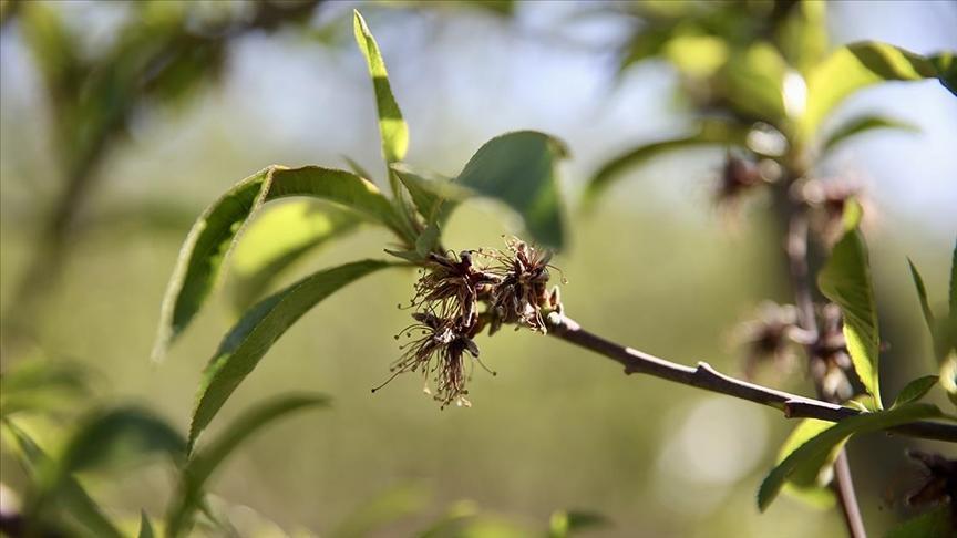 zirai dondan etkilenen ureticilere yeni destek odemesi 6g69MXlt.jpg