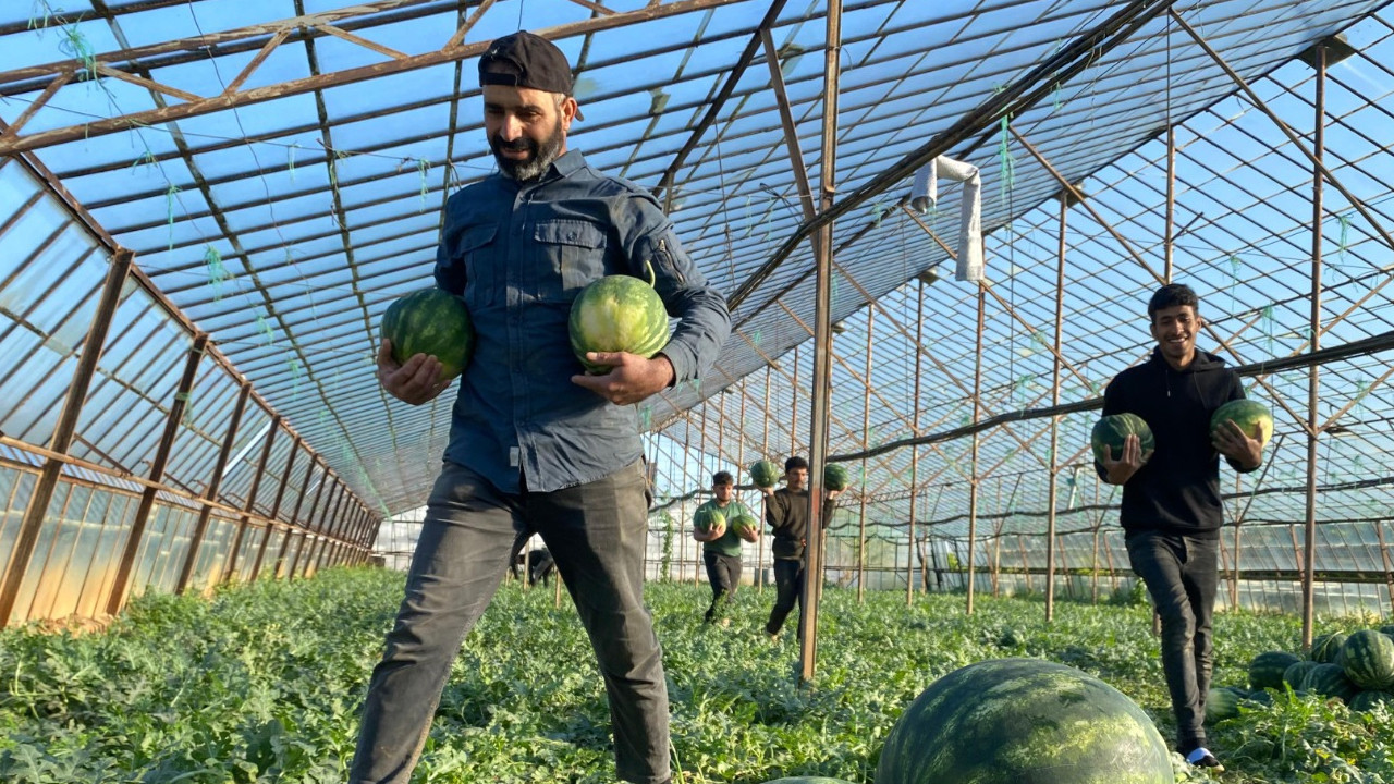 Antalya’da İlk Karpuz Hasadı Yapılıyor