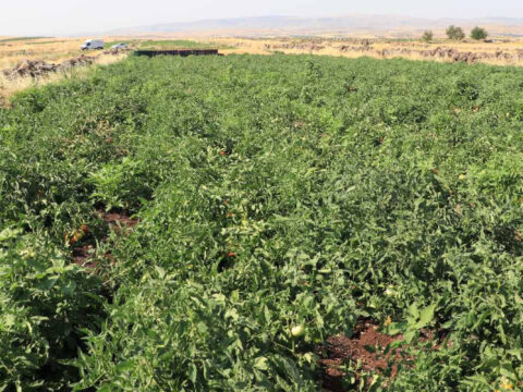 40 derece sicakta hasat basladi ilcede 10 koyde yapiliyor cHklSyCx
