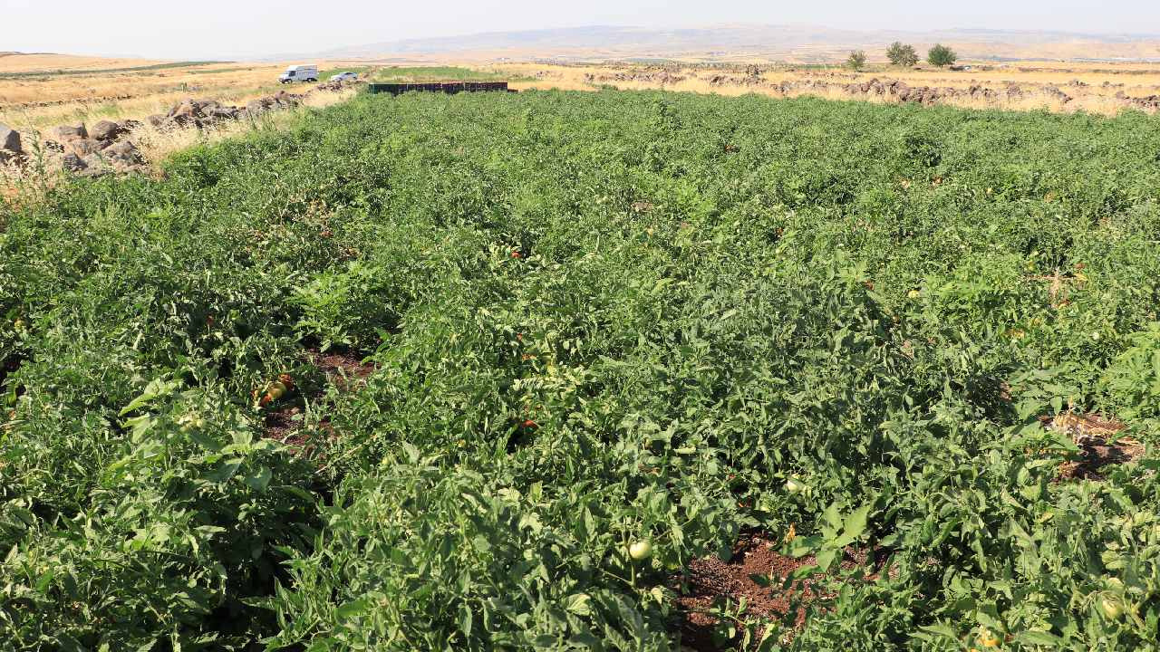 40 derece sicakta hasat basladi ilcede 10 koyde yapiliyor cHklSyCx