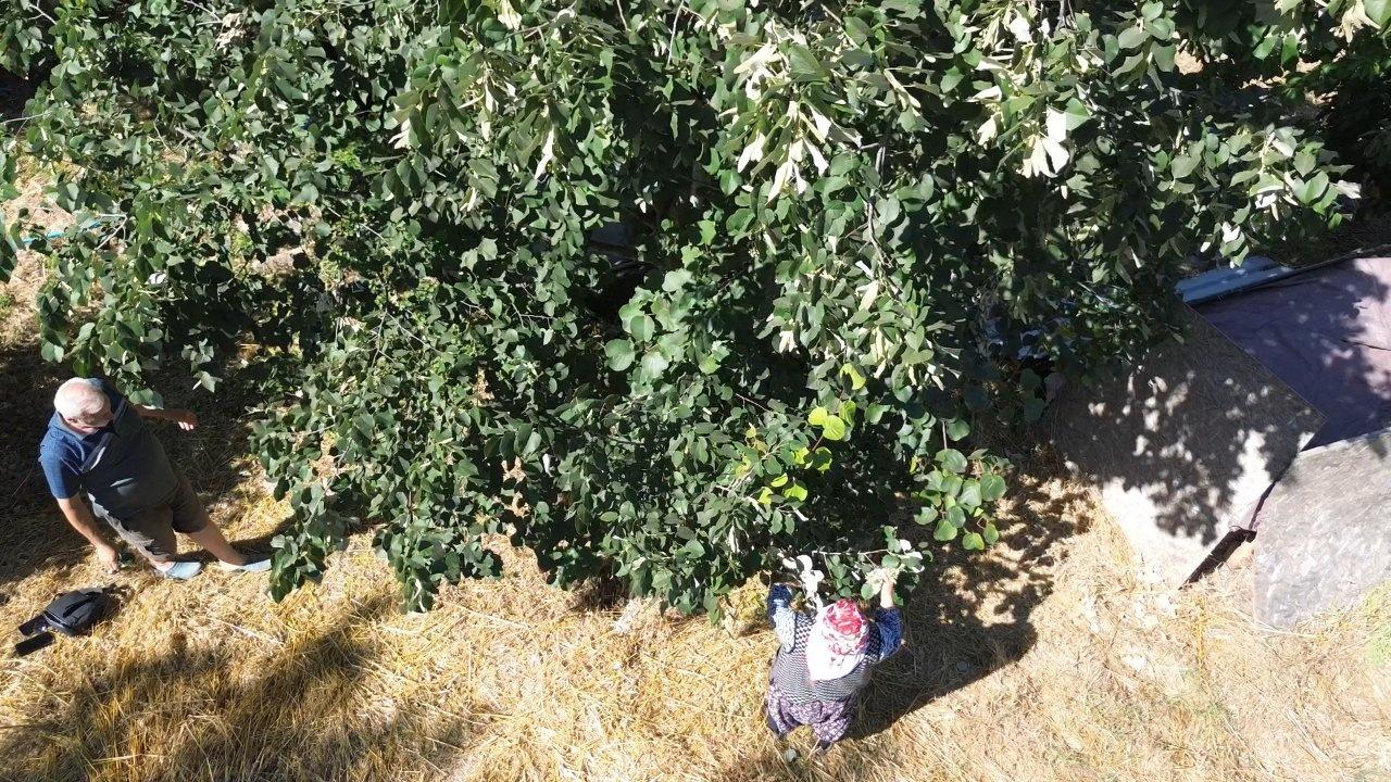 Turkiyede yetisiyor tum dunya pesinde kilosu 5 bin lira jANsPOKy